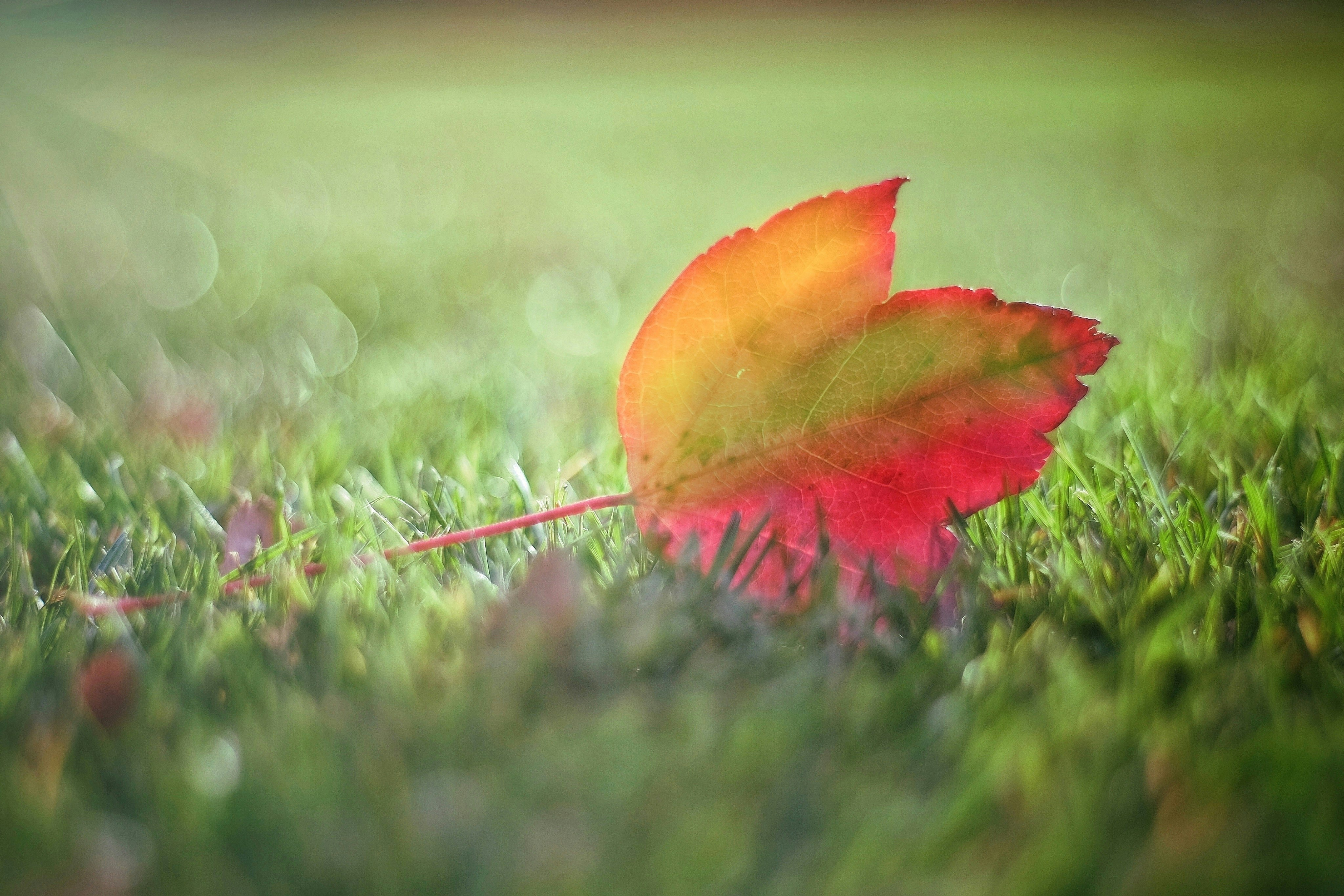 red maple leaf on green grass during daytime